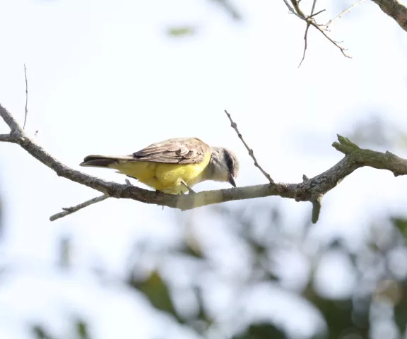 Western Kingbird