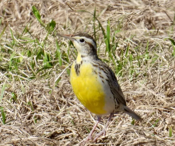 Western Meadowlark - Photo by Van Remsen