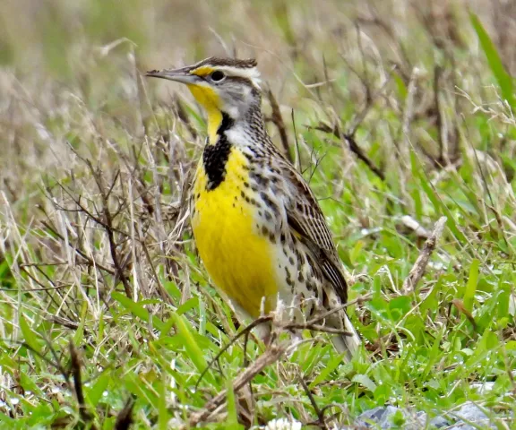 Western Meadowlark - Photo by Van Remsen