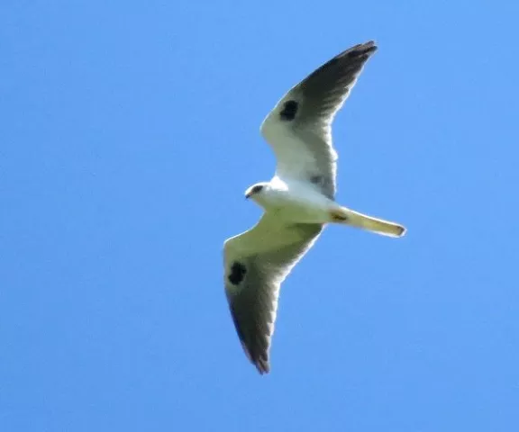 White-tailed Kite - Photo by Vicki Sensat