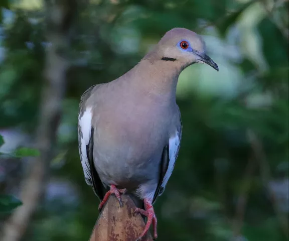 White-winged Dove - Photo by Brad Price