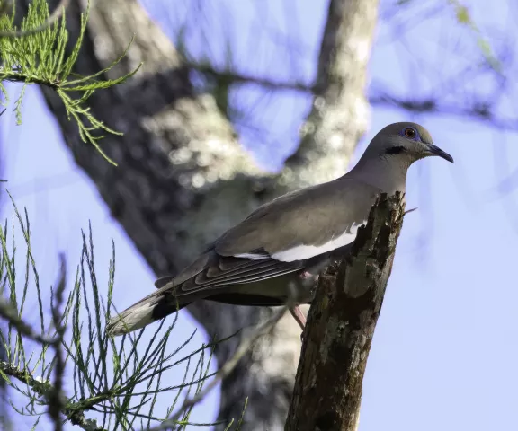 White-winged Dove - Photo by Nancy Ellington