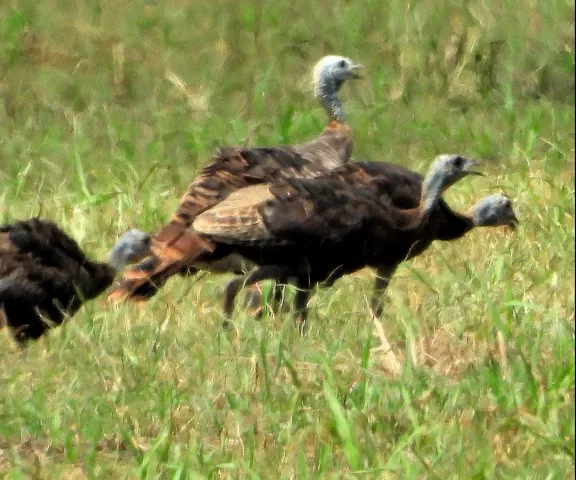 Wild Turkey - Photo by Jay Huner