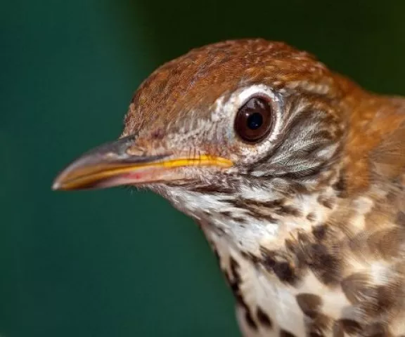 Wood Thrush