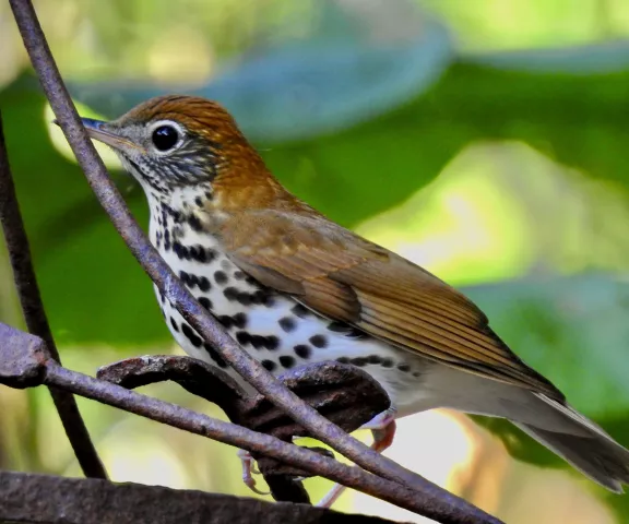 Wood Thrush - Photo by Van Remsen