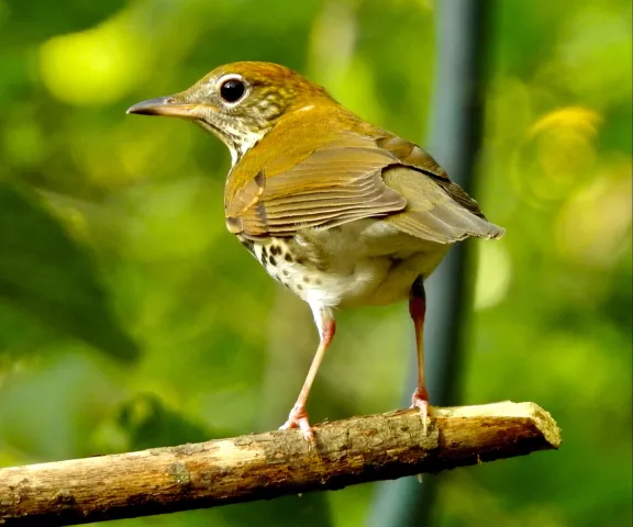 Wood Thrush - Photo by Van Remsen