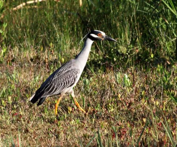 Yellow-crowned Night Heron - Photo by Jeff Trahan