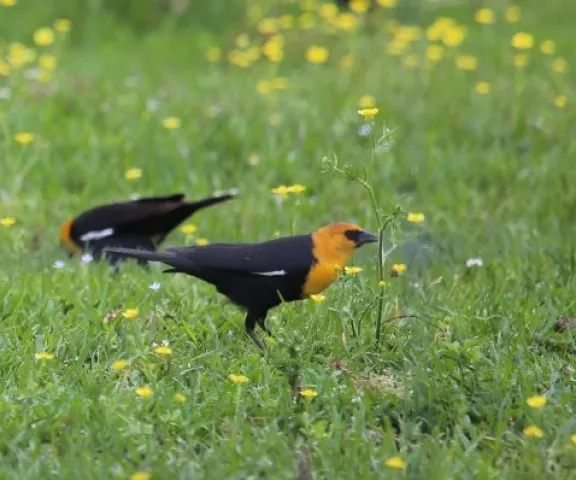 Yellow-headed Blackbird