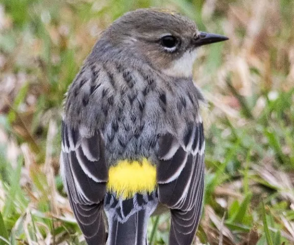 Yellow-rumped Myrtle Warbler - Photo by Maria Pitre Johnson