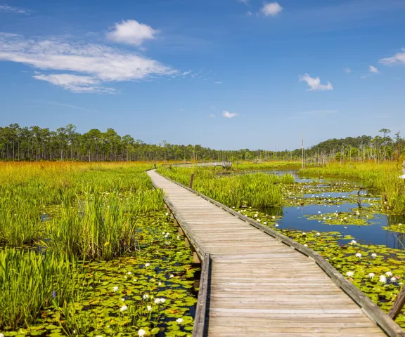 Big Branch Marsh National Wildlife Refuge - Photo by George Mora