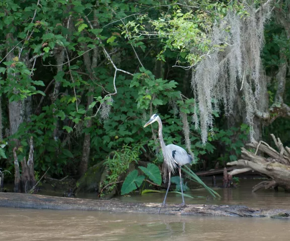 Honey Island Swamp