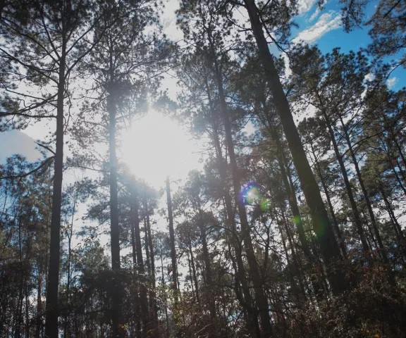 Kisatchie National Forest