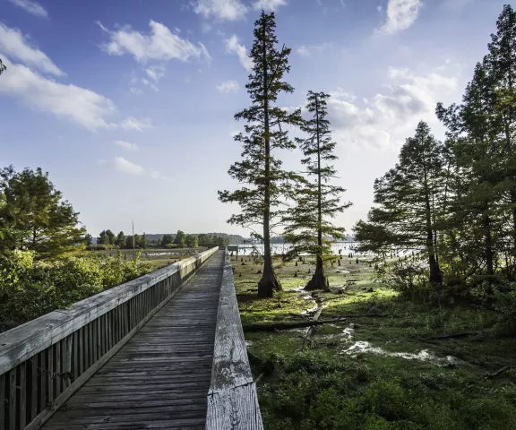 Lake D'Arbonne State Park - Photo by Tim Mueller