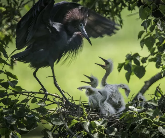 Blue Heron at Jefferson Island Rip's Rookery - Photo by Tim Mueller