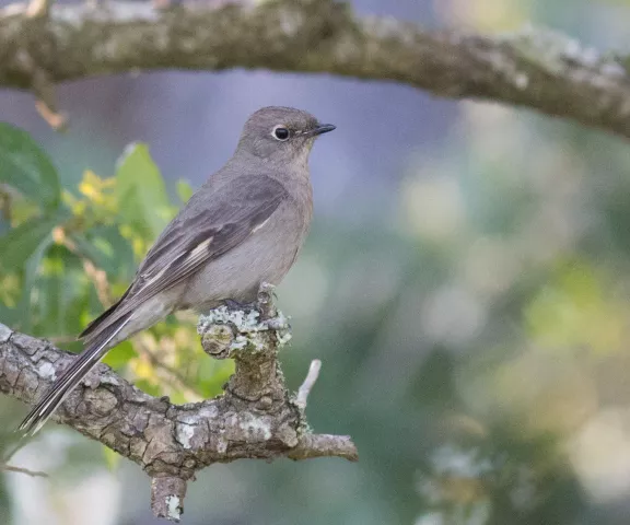 Townsend's Solitaire - Photo by Katie Barnes