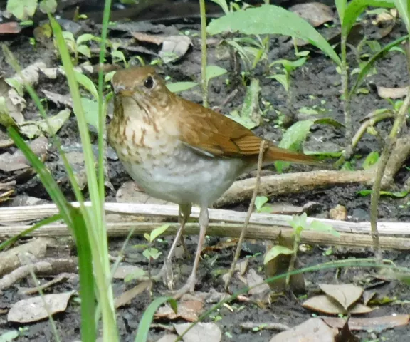 Veery - Photo by Kathy Rhodes