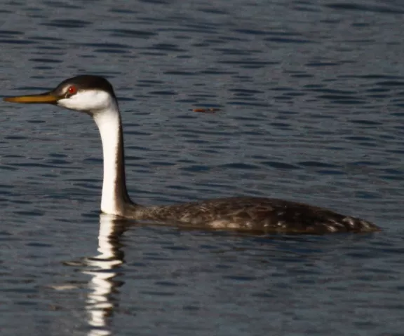 Western Grebe - Photo by William Matthews