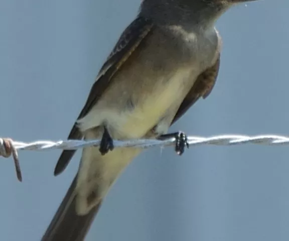 Western Wood-Pewee - Photo by Paul Conover