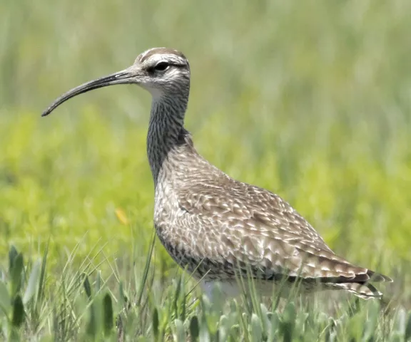 Whimbrel - Photo by William Matthews