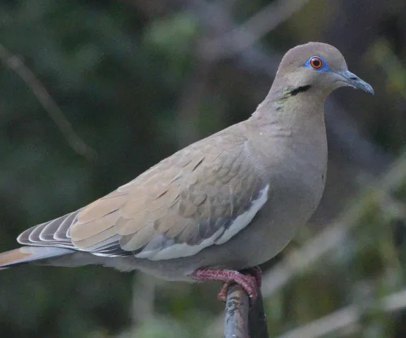 White-winged Dove - Photo by Paul Conover