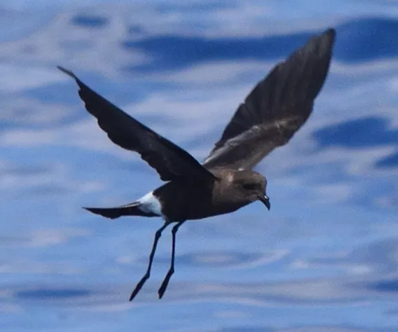 Wilson's Storm-Petrel - Photo by Paul Conover