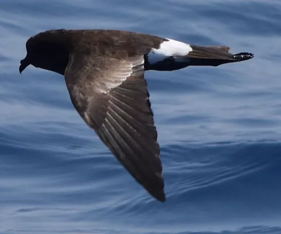 Wilson's Storm-Petrel - Photo by Paul Conover