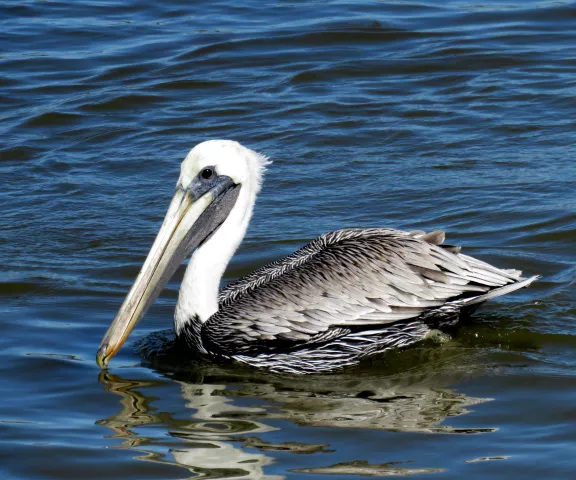 American White Pelican - Photo by Vicki Sensat