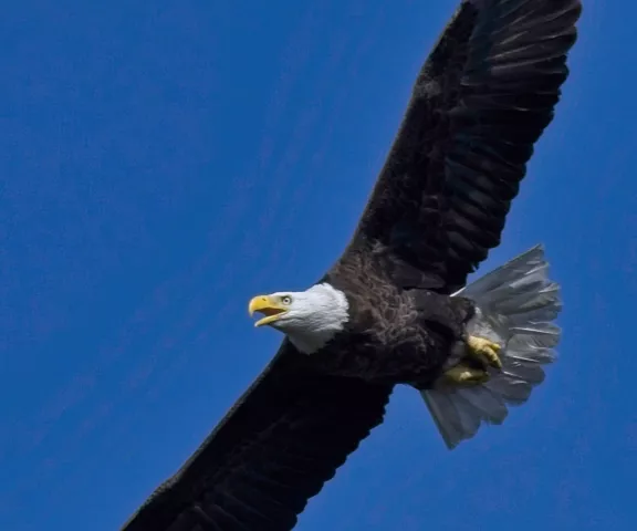 Bald Eagle - Photo by Tom Finnie