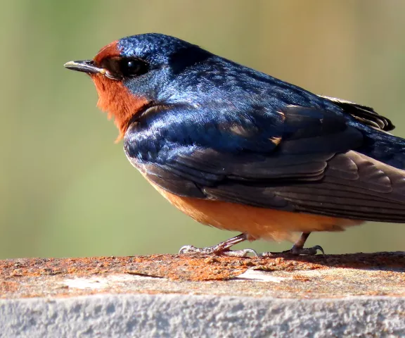 Barn Swallow - Photo by Vicki Sensat