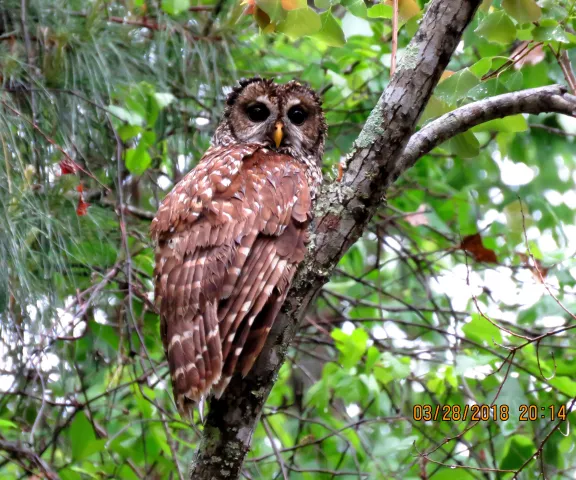 Barred Owl - Photo by Vicki Sensat