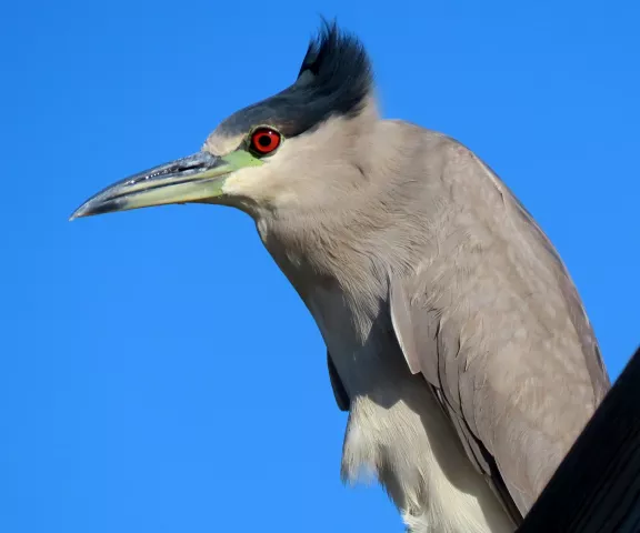 Black-crowned Night-Heron - Photo by Vicki Sensat