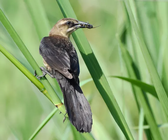 Boat-tailed Grackle - Photo by Erik Johnson