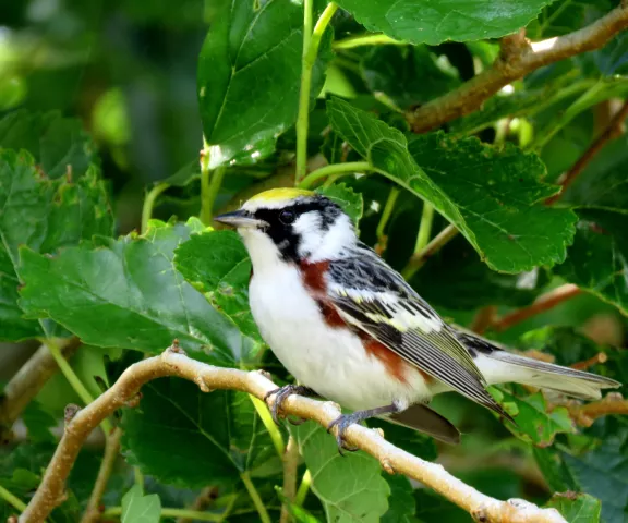 Chestnut-sided Warbler - Photo by Vicki Sensat