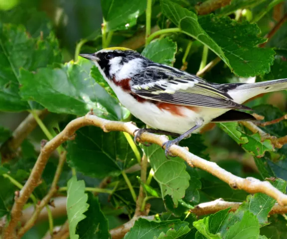 Chestnut-sided Warbler - Photo by Vicki Sensat