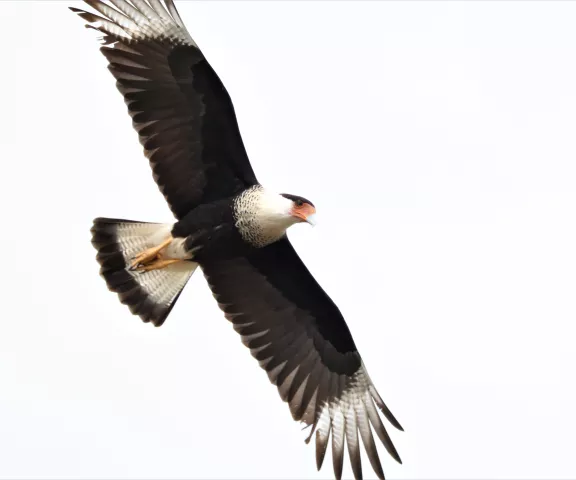 Crested Caracara - Photo by Matt Conn