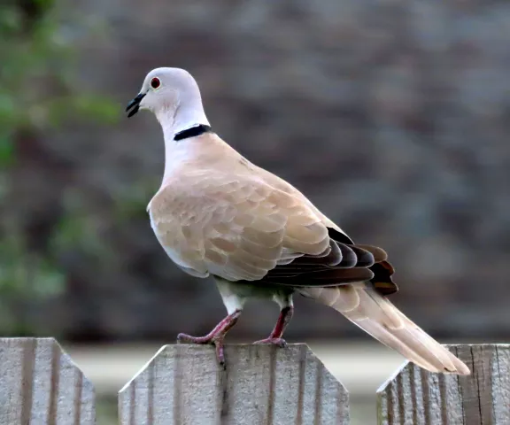 Eurasian Collared-Dove - Photo by Vicki Sensat