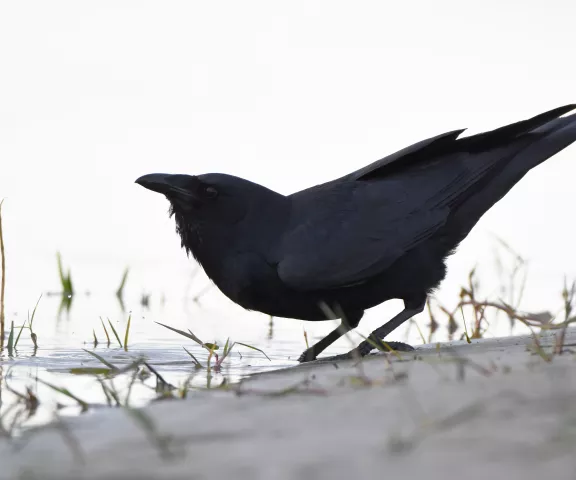 Fish Crow - Photo by Erik Johnson