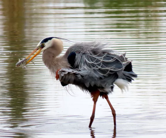 Great Blue Heron - Photo by Vicki Sensat