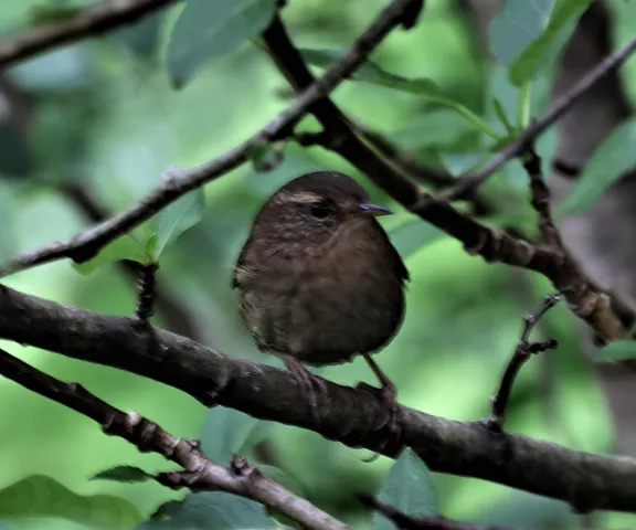 Pacific Wren - Photo by Joan M. Garvey