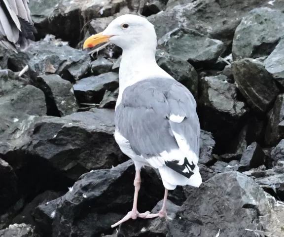 Western Gull - Photo by Joan M. Garvey