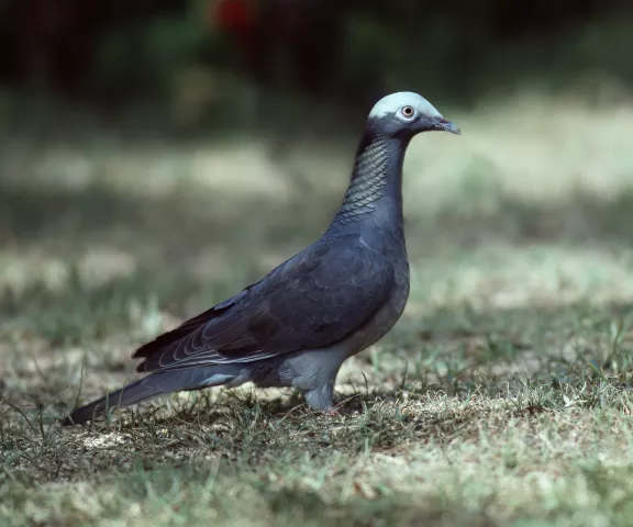 White-crowned Pigeon - Photo by Brian Small