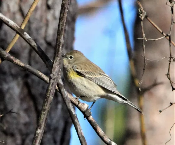 Yellow-rumped Warbler (Audubon's) - Photo by Nancy Ellington