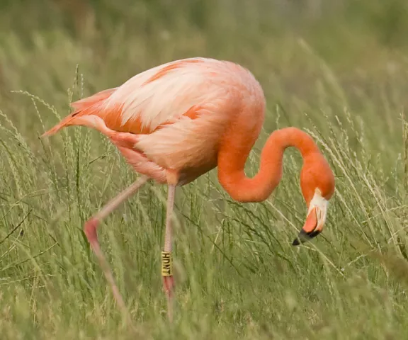 American Flamingo - Photo by Kevin Leigh