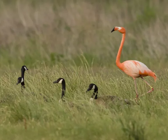 American Flamingo - Photo by Kevin Leigh