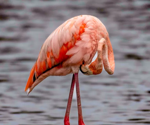 American Flamingo - Photo by Vincent Fouchi Jr.