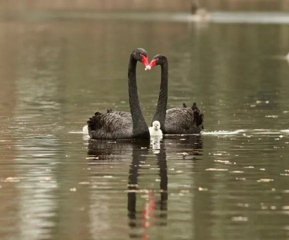 Black Swan - Photo by Oscar Johnson