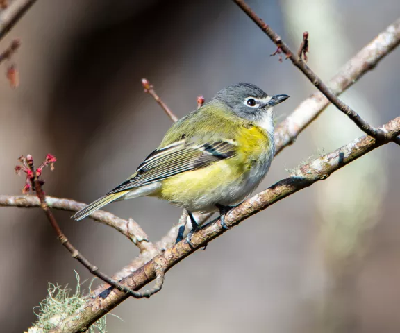 Blue-headed Vireo - Photo by Mike Glaspell