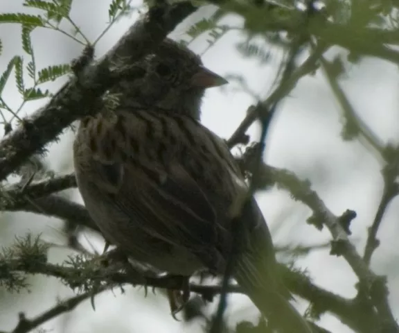 Brewer's Sparrow - Photo by Paul Conover