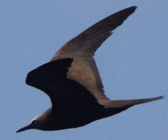 Brown Noddy - Photo by Paul Conover