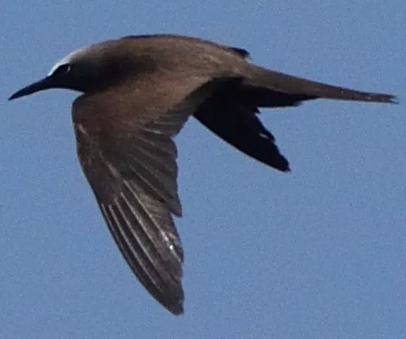 Brown Noddy - Photo by Paul Conover